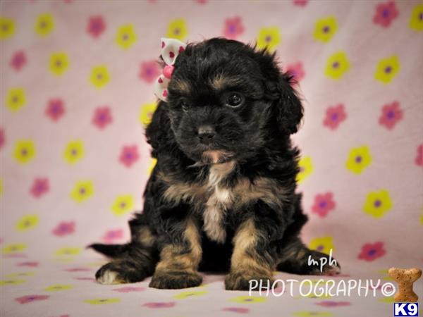 breeders Picture 2